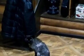 Кот-пацифист не хочет ловить мышь