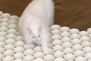 Белый кот и полоса препятствий из стаканчиков