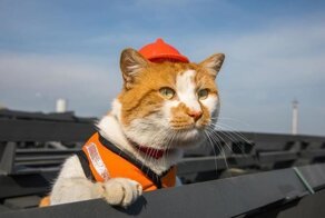 Коты, которые решили, что хватит сидеть на шее у хозяина, и нашли работу