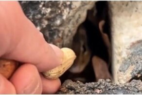 Маленький и жадный любитель орехов