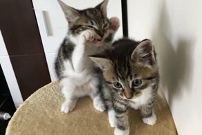 15 грозных котов, которые показали всю свою хищную сущность