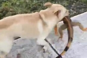 Неожиданная добыча пса