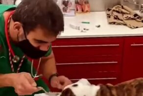 Само коварство: ветеринар перехитрил пса