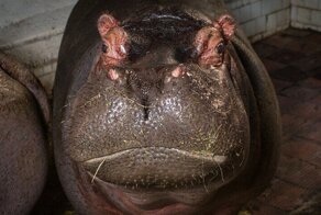 Невероятная история спасения двух бегемотов