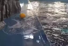 Белуха пытается поймать игрушку