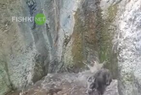Кабаны развлекаются в природном аквапарке
