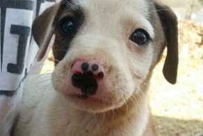 25 домашних питомцев, которые особо отличились в генетической лотерее