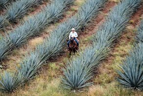 Кирпичи из отходов текилы: замануха от американской модели
