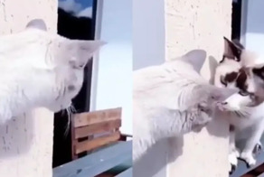 Кошачья романтика или свидание на балконе