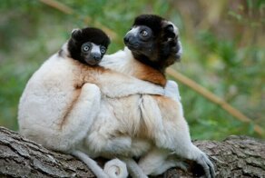 ​18 фото сифак, самых веселых приматов планеты, которым жизнь в удовольствие