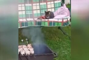  Жизнь хороша: кот, ожидающий шашлычок