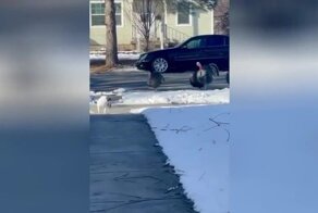 Маленький пёсик разогнал банду индюков