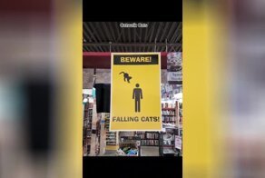 4 котика поселились в книжном магазине и сделали его мегапопулярным