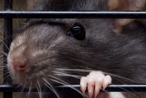 Прогрессу в лечении алкогольной зависимости мир обязан хвостатым грызунам