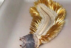 15 изображений диковинок, которые одна на миллион