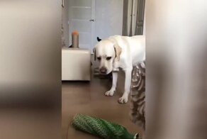 Наглые коты подставили пёсика