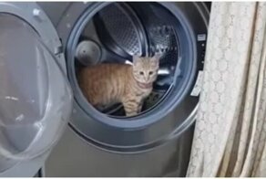 Смышлёная кошка сама себя развлекает