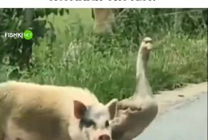 Гусь и свинья опровергли известную пословицу