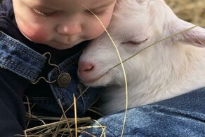 25 фото козликов, которые могут составить конкуренцию котам и собачкам