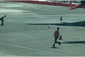 Собачий побег в мексиканском аэропорту попал на видео