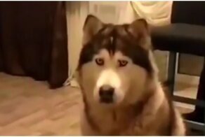 Пёс скучает по своим юным хозяевам