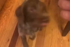  Хочешь лакомство? Тогда присядь!