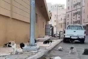  Сходка кошачьей банды