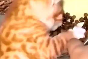 Котёнок не захотел делиться кормом с хозяином