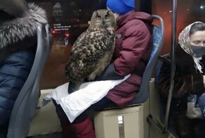 16 случаев, когда люди повстречали в транспорте пушистых попутчиков