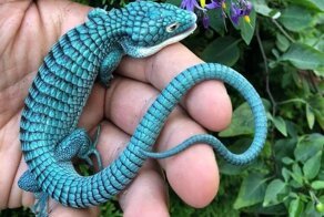 10 самых красивых ящериц в мире