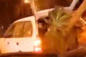 В хозяйстве пригодится: мужчина прокатился с гигантской пальмой по городу