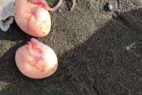 Загадочные и любопытные находки, которые люди обнаружили на пляже