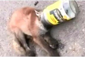 Спасение лисёнка, застрявшего в стеклянной банке