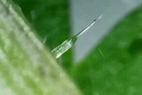 Крапива под микроскопом