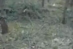 Встреча с воинственным глухарём в лесу