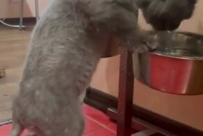 Злобный и жадный кот