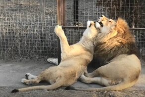 Необычные взаимоотношения в парке Тайган: холодный лев и горячая львица