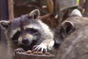 Прожорливый енот, который не любит делиться