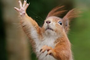 Загадочная природа: поразительные сроки беременности  у разных животных