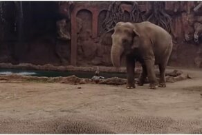 Слониха  помогла спасти тонущую антилопу