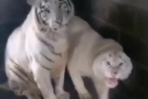 Обречённый взгляд тигра-самца