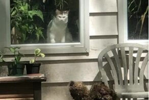 Енот ворует еду у недовольного кота