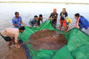 В Камбодже рыбаки вытащили из воды гигантского ската
