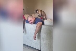 Кот порадовал своего хозяина массажем