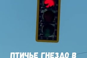 Птичье гнездо в светофоре