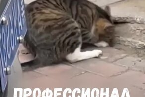  Работает пушистый профессионал