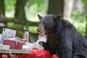 Гость на пикнике (6 фото)