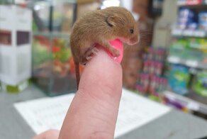 Животные, которые весят не больше килограмма, но при этом вызывают целую тонну умиления