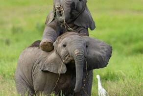 2 уха и хоботок