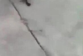 Необычный способ разнять котов